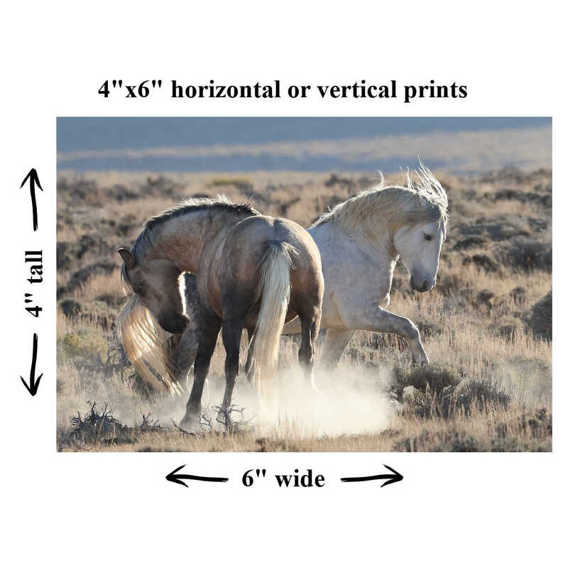 4x6 Print on Luster Photo Paper