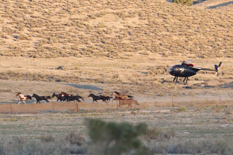 Cedar Mountain HMA roundup in Sept 2022
