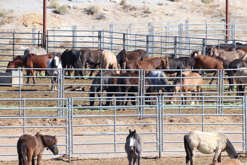 Rock Springs, WY Holding Pen